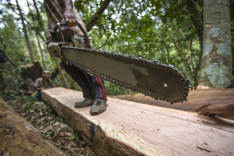 An illegal logger caught in Sumatra, Indonesia in 2013. Source: Rainforest Connection